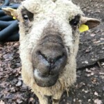 Schaf mit wolligem Gesicht, das die Kamera im Freien betrachtet.
