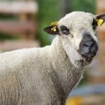 Schafe mit gelben Ohrmarken an einem Holzzaun im Tierheim Siegen.