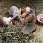 Meerschweinchen und Kaninchen fressen gemeinsam an einem Napf im Tierheim Siegen.