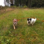 Zwei kleine Hunde an roten Leinen, die draußen im Tierheim Siegen spazieren gehen.