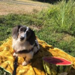 Dackel auf gelber Decke bei Wassermelone, sonniger Tag im Tierheim Siegen.