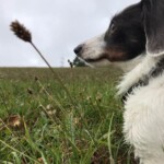 Schwarzer und weißer Hund sitzt im hohen Gras unter bewölktem Himmel.