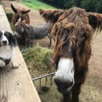 Zotteliger Esel und kleiner Hund an einem Zaun, dahinter zwei Esel.