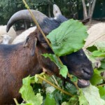 Braune Ziege frisst Blätter, grünes Blatt im Gesicht; Schaf dahinter.