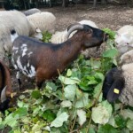 Ziegen und Schafe beim Fressen von belaubten Zweigen in einem Erdstall im Tierheim Siegen.