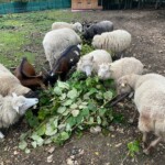 Schafe und Ziegen fressen in einem Außengehege belaubte Zweige.