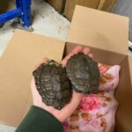 Eine Hand hält zwei kleine Schildkröten über einer Schachtel mit einem rosa Handtuch.