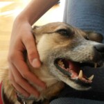 Person streichelt glücklichen hellbraunen Hund bei blauer Couch auf Holzboden.