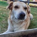 Hellbrauner Hund im Gras schaut entspannt in die Kamera.