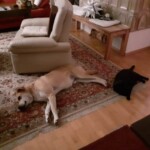 Ein großer Hund und eine schwarze Katze liegen auf dem Teppichboden im Wohnzimmer.