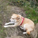 Hellbrauner Hund in rotem Geschirr ruht sich im trockenen Gras bei Büschen aus.