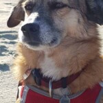 Brauner Hund in rotem Geschirr sitzt an einem sonnigen Sandstrand.