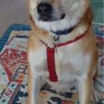 Hellbrauner und weißer Hund in rotem Geschirr auf einer bunten Matte in einem Haus.