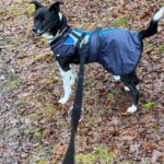 Angeleinter schwarz-weißer Hund in blauem Mantel auf einem begrünten Weg.