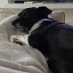 Schwarz-weißer Hund, der auf einer grauen Decke im Tierheim Siegen ruht.