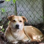 Hellbrauner Hund ruht an einem Zaun im Sonnenlicht im Tierheim Siegen.