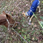 Ein braunes Pferd und ein Hund in blauer Jacke schnüffeln an einem begrünten Weg.