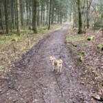 Kleiner angeleinter Hund auf schlammigem Pfad im Wald, Blick zurück.