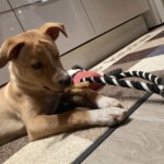 Brauner Welpe spielt mit schwarz-weißem Seilspielzeug auf dem Küchenboden.