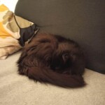Flauschige schwarze Katze schläft auf einem hellen Sofa in der Nähe von Kissen.