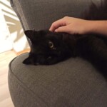Ein Mensch streichelt sanft eine schwarze Katze auf einer grauen Couch im Tierheim Siegen.