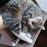 Grau-weiß getigerte Katze, die auf einem beigen Kratzbaum zusammengerollt ist und nach oben schaut.
