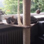 Katze, die sich auf einem Kratzbaum am Fenster ausruht, mit Grünzeug draußen.