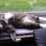 Entspannte grau-weiße Katze auf der Fensterbank im Tierheim Siegen.