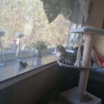 Katze auf Kratzbaum am Fenster im Tierheim Siegen; Blumen sichtbar.