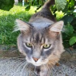 Grau getigerte Katze läuft unter Laub im Tierheim Siegen auf die Kamera zu.