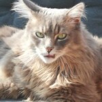 burst Graue langhaarige Katze mit grünen Augen, liegend, mit offenem Maul.