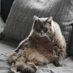 Eine flauschige graue Katze sitzt auf der Couch und stützt sich auf die Kissen.