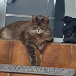 Eine flauschige graue Katze ruht neben der Tür auf braunen Fliesen, eine Pfote baumelt.