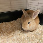 Hellbraunes Kaninchen auf Holzspänen in einem schwarzen Käfig im Tierheim Siegen.