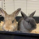 Braune und graue Kaninchen sitzen zusammen in einem Käfig mit Heu.
