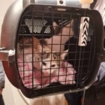 Graues und weißes Kätzchen in einer Transportbox im Tierheim Siegen.