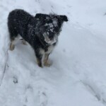 Schwarz-hellbrauner Hund mit verschneitem Gesicht, der draußen vor dem Tierheim Siegen steht.