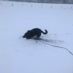 Schwarzer Hund beim Graben im Schnee mit Leine, verschneites Feld in der Nähe.