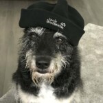 Schwarz-weißer Hund mit Jack-Wolfskin-Mütze sitzt in einem Haus.