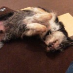 Kratzbürstiger Hund auf brauner Matte, Bauch nach oben, entspannt im Tierheim Siegen.