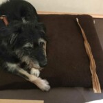 Schwarzer und grauer Hund auf braunem Bett mit dünnem Kauartikel in der Nähe.