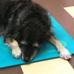 Schwarzer und brauner Hund auf blauer Matte im Tierheim Siegen liegend.