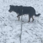 Schwarzer und brauner Hund an der Leine im verschneiten Feld am Tierheim Siegen.