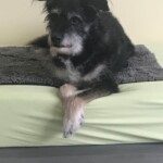 Schwarzer und weißer Hund, der sich auf einem Bett ausruht, die Vorderbeine gekreuzt.