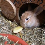 Braunes Kaninchen im Holzunterstand frisst Apfel auf Heu im Tierheim Siegen.