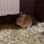 Hellbraunes Kaninchen auf Stroh in der Nähe des Heizkörpers in einem gefliesten Raum.