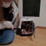 Maskierte Person sitzt neben einer Katze in einem Transportbehälter auf dem Boden im Tierheim Siegen.
