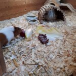 Meerschweinchen fressen Gemüse in einem Holzgehege im Tierheim Siegen.