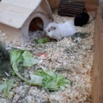 Zwei Meerschweinchen in einem Holzstall mit Salat, Heu und einem kleinen Haus.