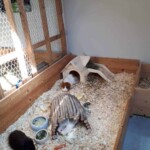 Drei Meerschweinchen in einem Holzgehege mit Einstreu und Futter.